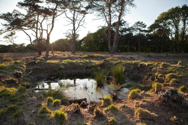 Nieuw - Luxe Blokhut Chalet In Bosrijke Omgeving Anloo Exteriér fotografie
