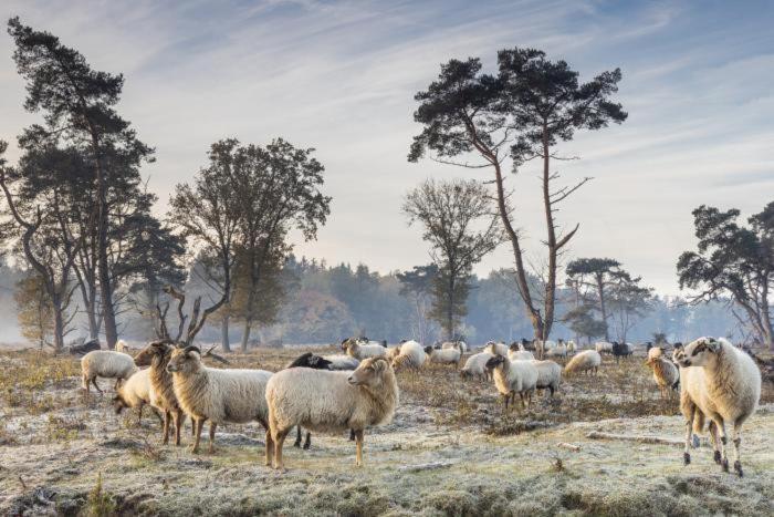 Nieuw - Luxe Blokhut Chalet In Bosrijke Omgeving Anloo Exteriér fotografie