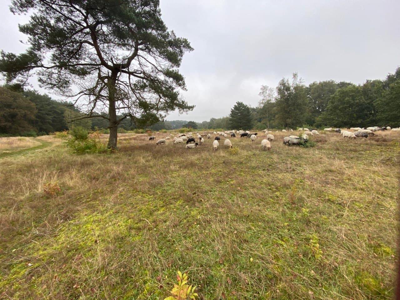 Nieuw - Luxe Blokhut Chalet In Bosrijke Omgeving Anloo Exteriér fotografie
